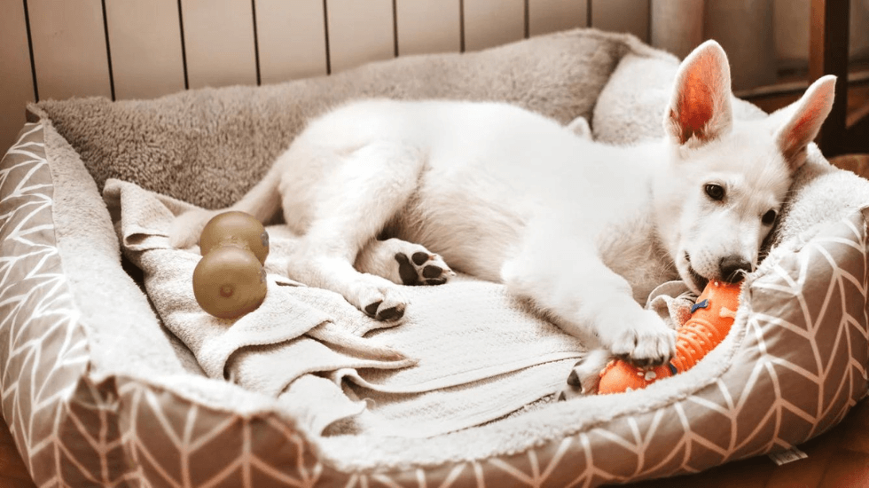 Things Every Pet Parents Need To Know About Dog Beds Outdoor
