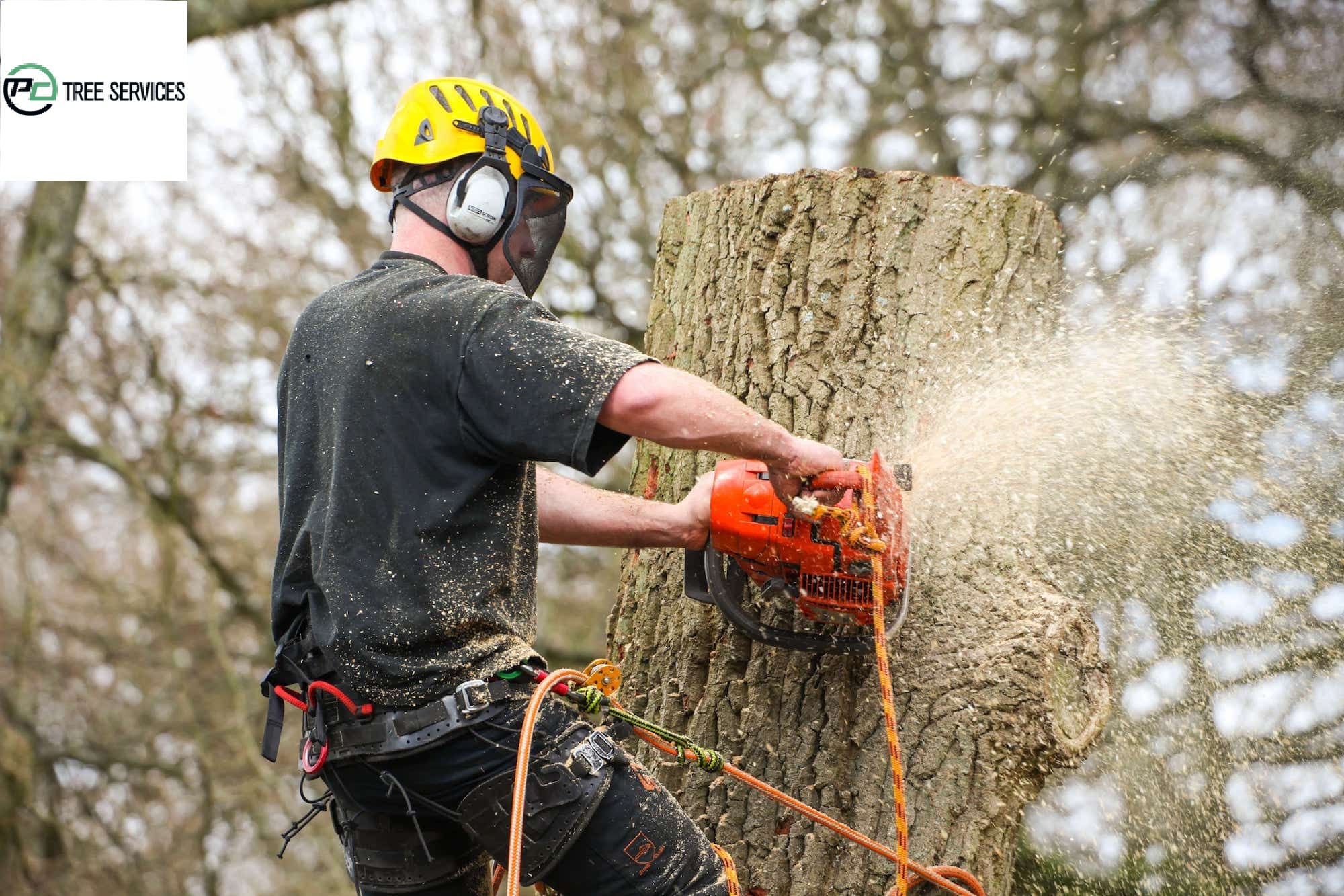 What Safety Measures Should You Look For In A Tree Removal Service?